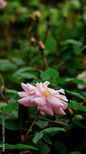 Obraz pink water lily