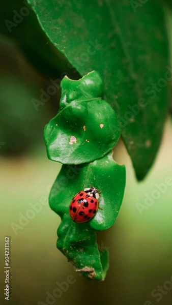 Obraz ladybug on leaf