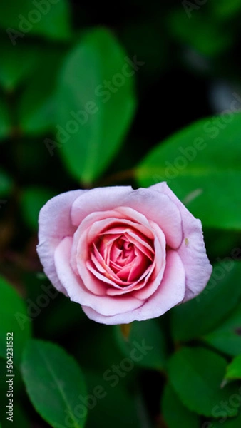 Obraz pink rose