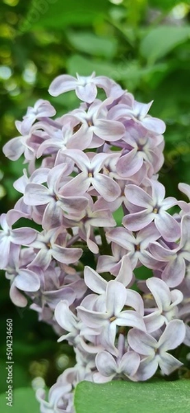 Obraz pink and white flowers