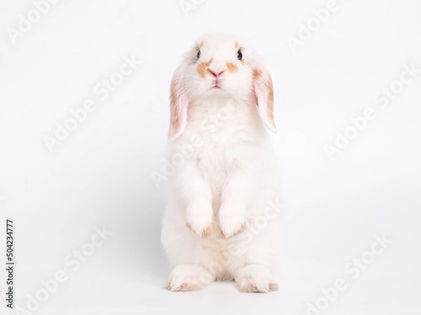 Fototapeta Front view of white cute baby holland lop rabbit standing isolated on white background. Lovely action of young rabbit.