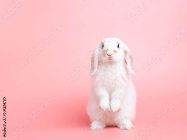 Fototapeta Front view of white cute baby holland lop rabbit standing on pink background. Lovely action of young rabbit.