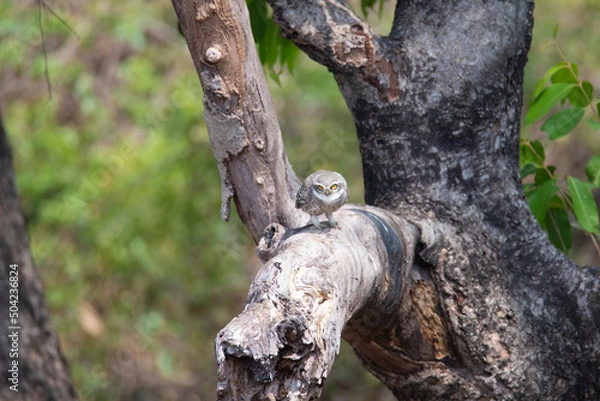 Obraz Spotted owlet perched on a tree