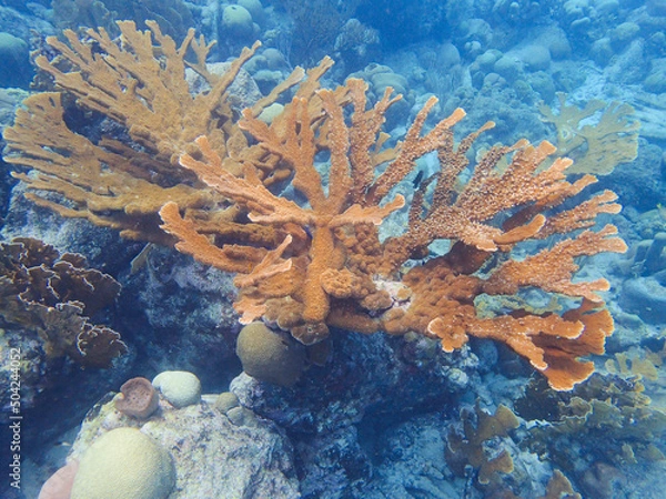 Obraz Corals are marine invertebrates within the class Anthozoa of the phylum Cnidaria.