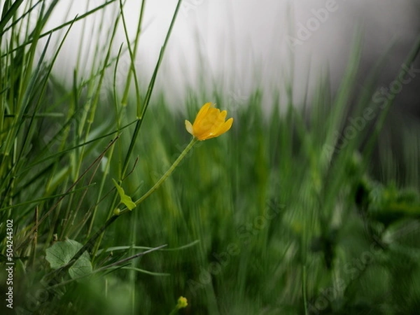 Obraz yellow flower in grass