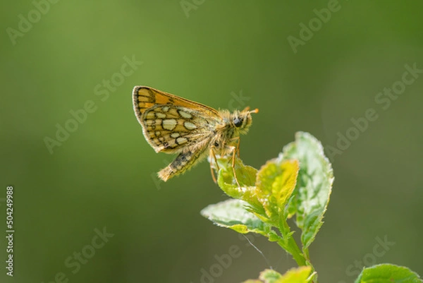 Fototapeta Chequered skipper (Carterocephalus  palaemon) rests on a twig.