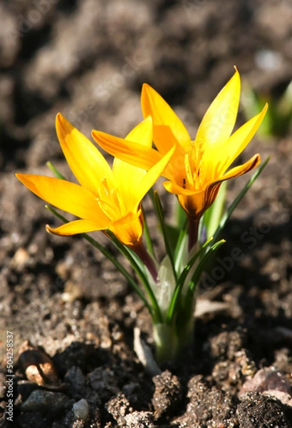 Fototapeta Crocus is one of the first plants to bloom in the spring in the garden