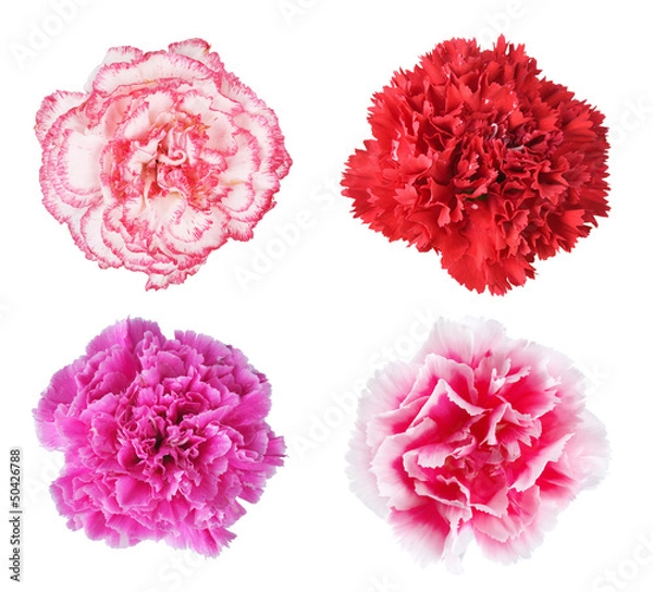 Obraz carnation