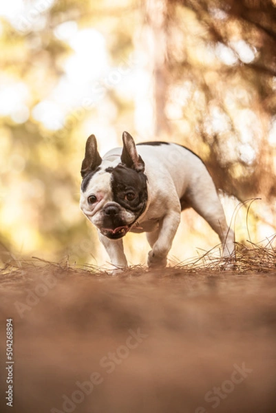 Obraz little french bulldog posing in the forest