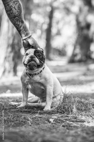 Obraz little french bulldog posing in the forest
