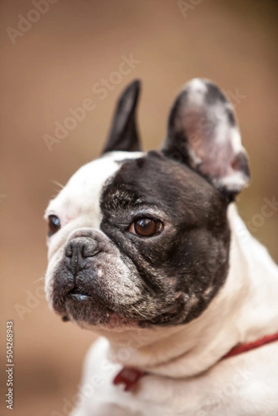 Obraz little french bulldog posing in the forest