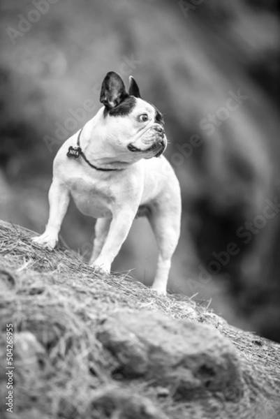 Obraz little french bulldog posing in the forest