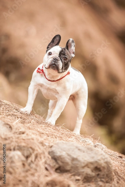 Obraz little french bulldog posing in the forest