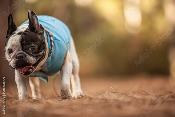 Obraz little french bulldog posing in the forest