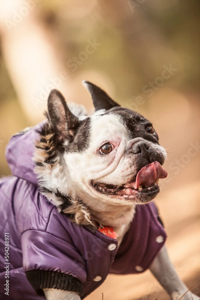 Obraz little french bulldog posing in the forest