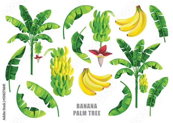 Obraz Banana palm tree collection. Vector design isolated elements on the white background.