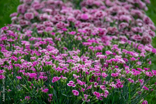 Obraz Lots of clove pink carnation flowers blossoming with green grass in the background