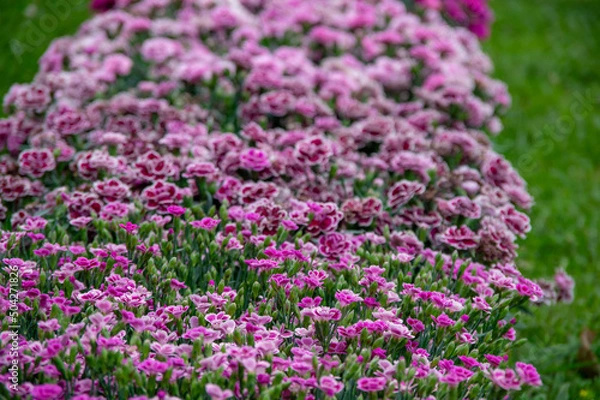 Obraz Lots of clove pink carnation flowers blossoming with green grass in the background
