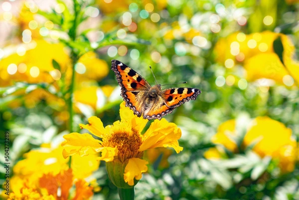 Fototapeta Beautiful summer photo .Butterfly on yellow flower .Aglais urticae.Bright postcard .Desktop wallpaper .Bokeh