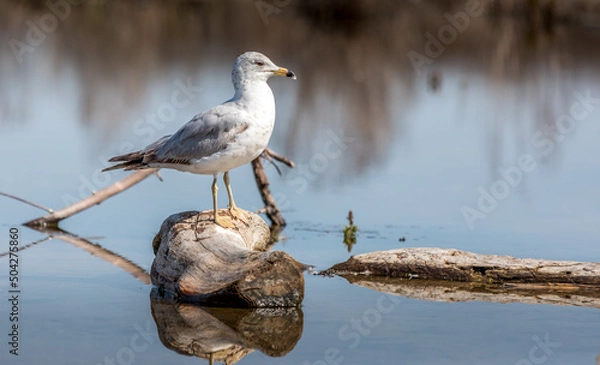 Obraz Ring-billed Gull