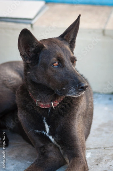 Obraz black shepherd dog looking elegant
