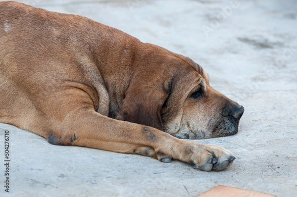 Obraz sad lazy dog resting