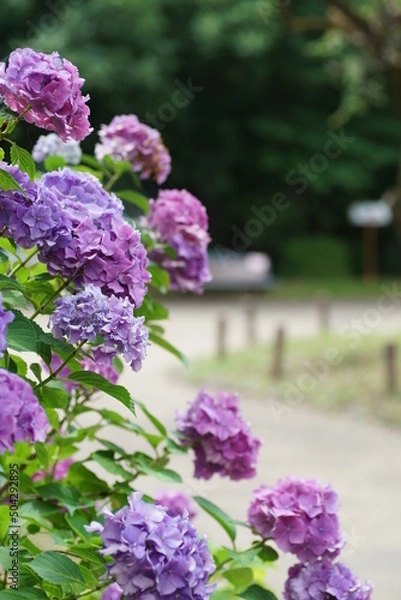 Fototapeta 京都府立植物園の紫陽花