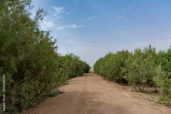 Fototapeta Arabian Landscape