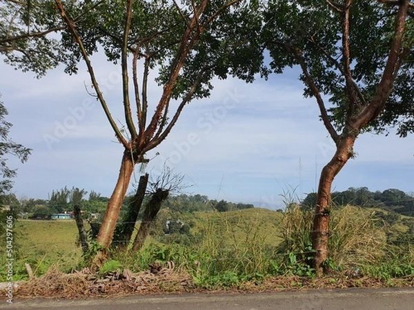 Obraz TREES IN THE SKY