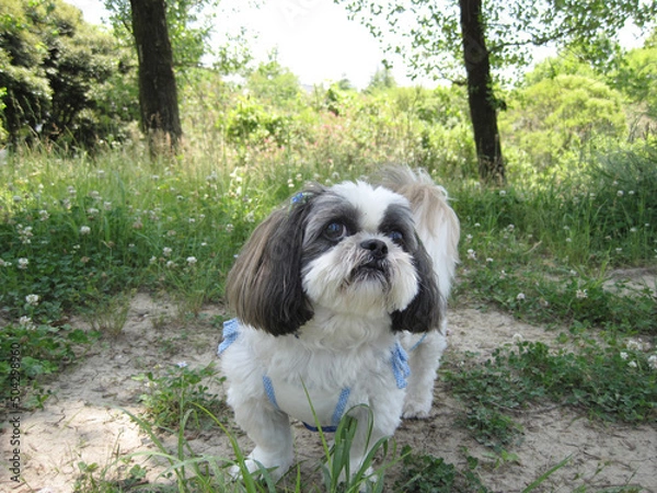 Obraz 散歩中のシーズー