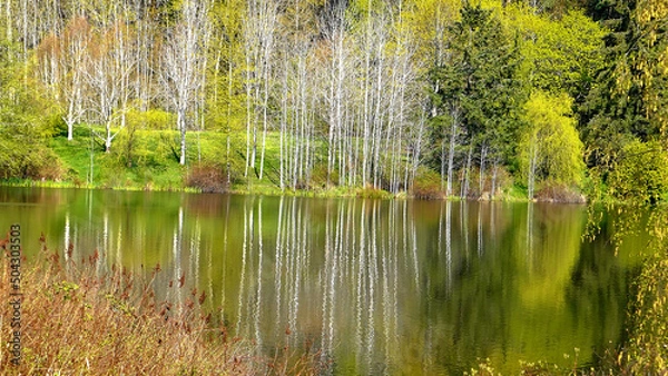 Obraz reeds in the lake
