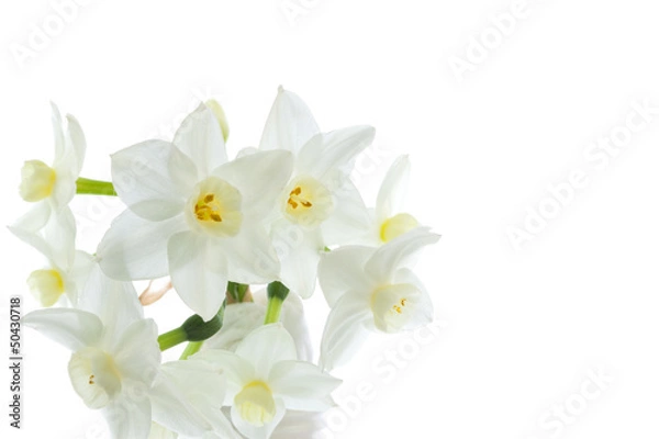 Obraz Narcissus flowers