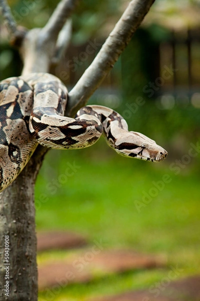 Fototapeta Close up of Columbia boa constrictor.