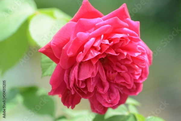 Obraz 赤いバラのアップ