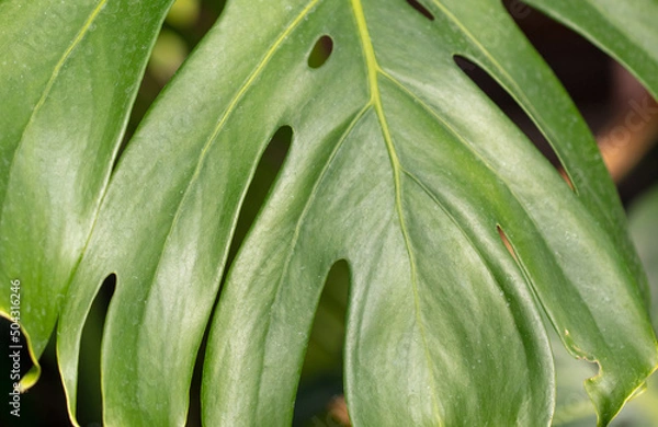 Fototapeta Green leaves on an ornamental plant. Nature