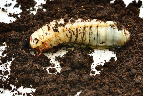 Obraz ヘラクレスオオカブト
