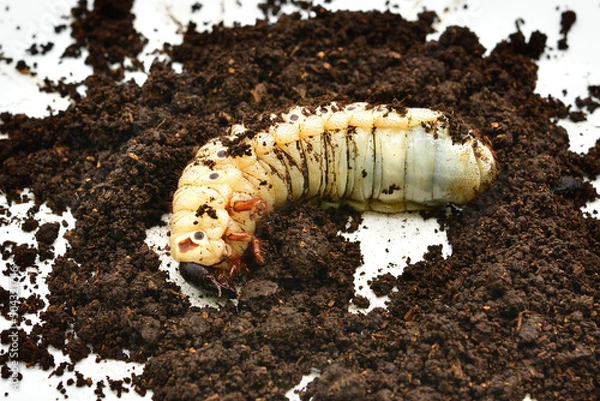 Obraz ヘラクレスオオカブト
