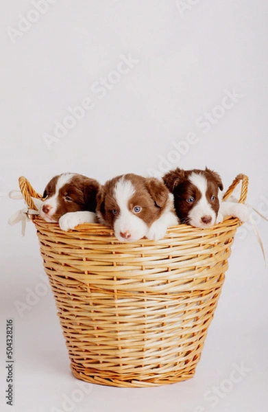 Obraz border collie puppies 