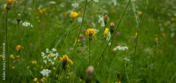 Obraz field of flowers