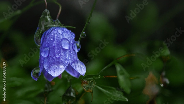 Obraz water dripplet on flower