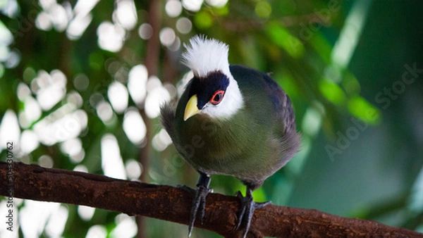 Obraz spotted woodpecker