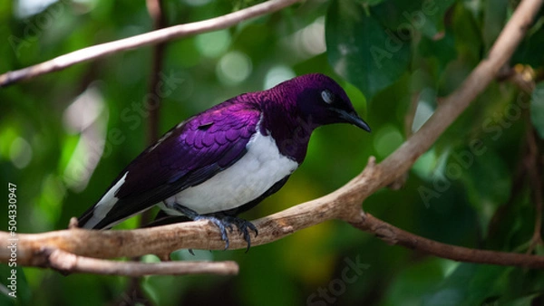 Fototapeta black capped kingfisher