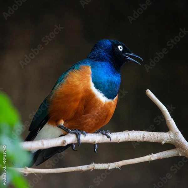 Obraz kingfisher on the branch