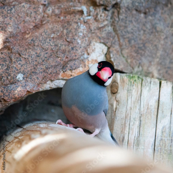 Obraz bird on a table