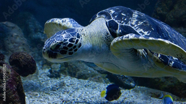 Obraz green sea turtle