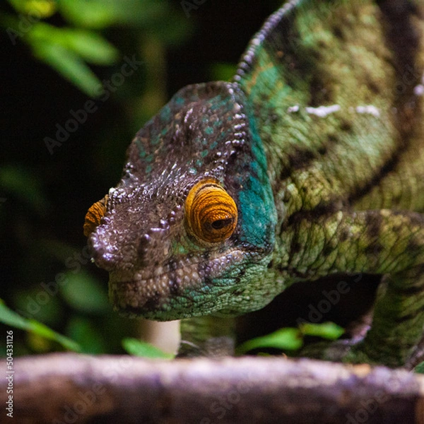 Obraz chameleon on a branch