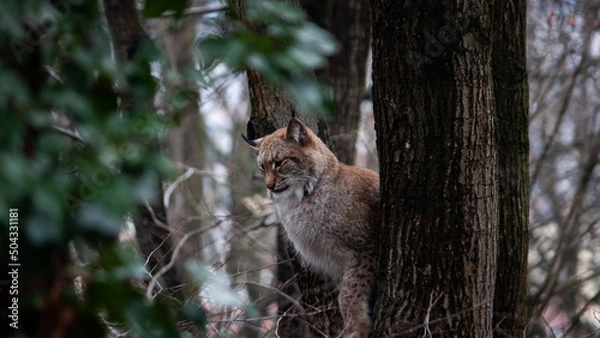 Obraz fox in the woods