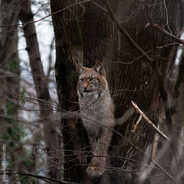 Fototapeta lynx on a tree