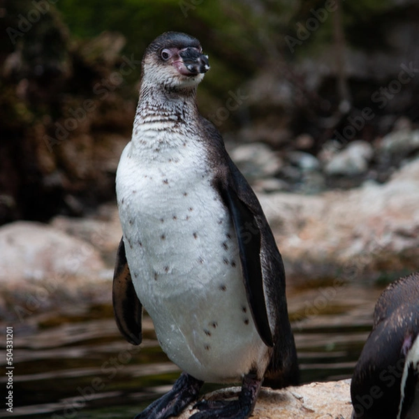 Obraz penguin on the beach