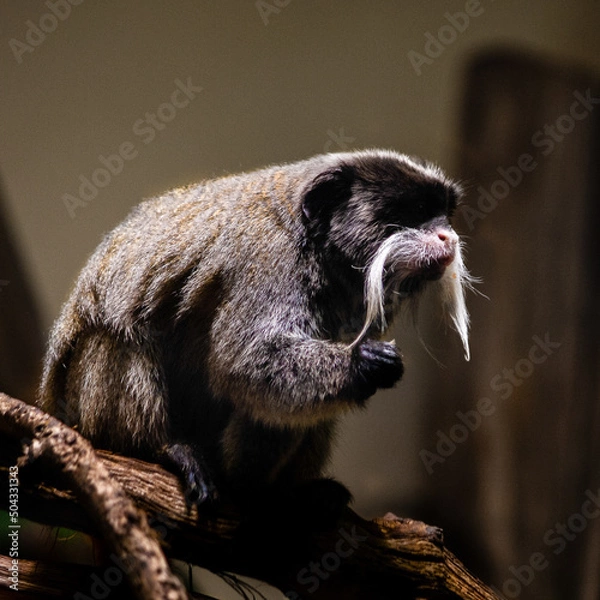 Obraz white faced monkey